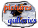 - The pictures galleries -